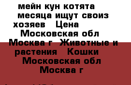 мейн-кун котята 1.5 месяца ищут своиз хозяев › Цена ­ 2 000 - Московская обл., Москва г. Животные и растения » Кошки   . Московская обл.,Москва г.